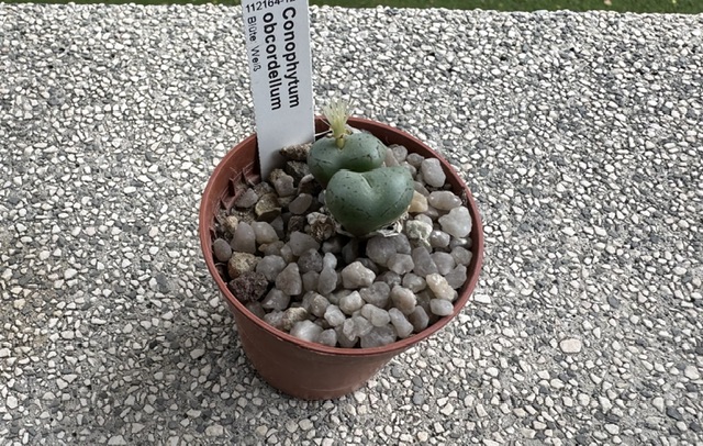 Conophytum obcordellum 
