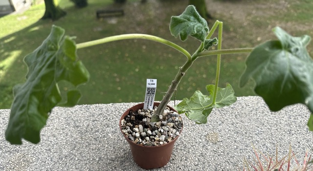 Uncarina roeoesliana 
