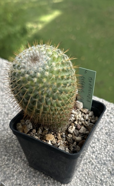 Mammillaria elegans 