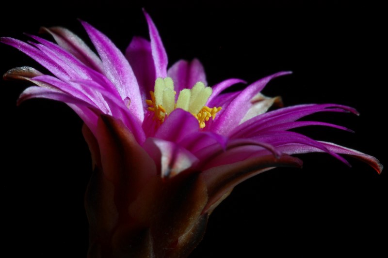 Turbinicarpus pseudopectinatus 