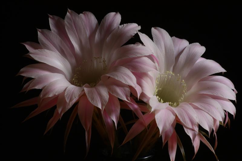 Echinopsis oxygona 