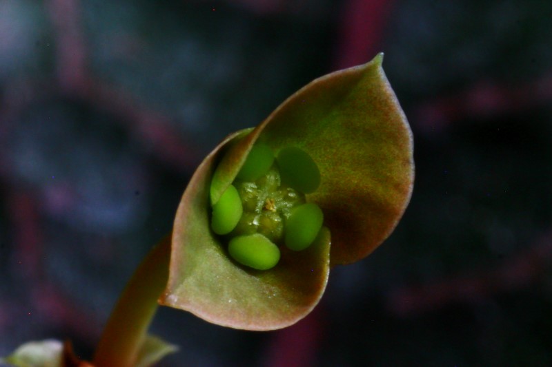 Euphorbia francoisii v. crassicaulis f. rubrifolia 