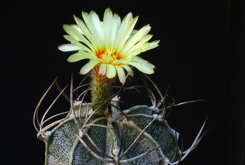 Astrophytum capricorne v. niveum 