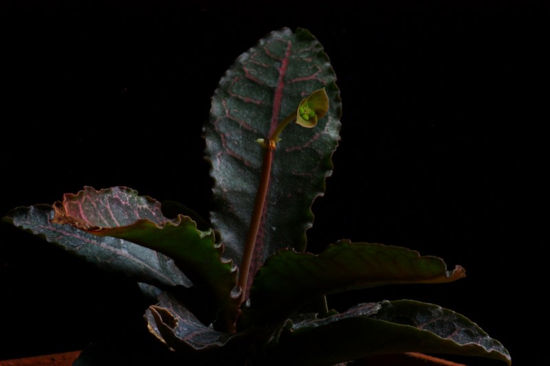 Euphorbia francoisii v. crassicaulis f. rubrifolia 