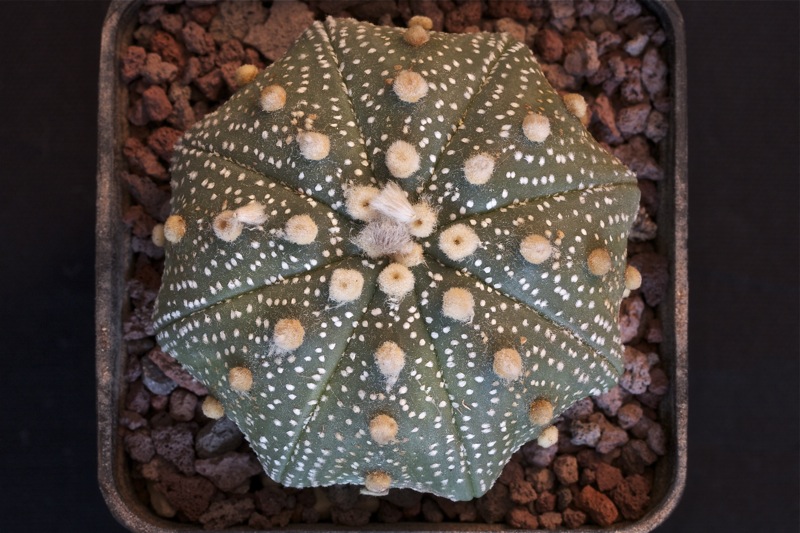 Astrophytum asterias cv. star shape 