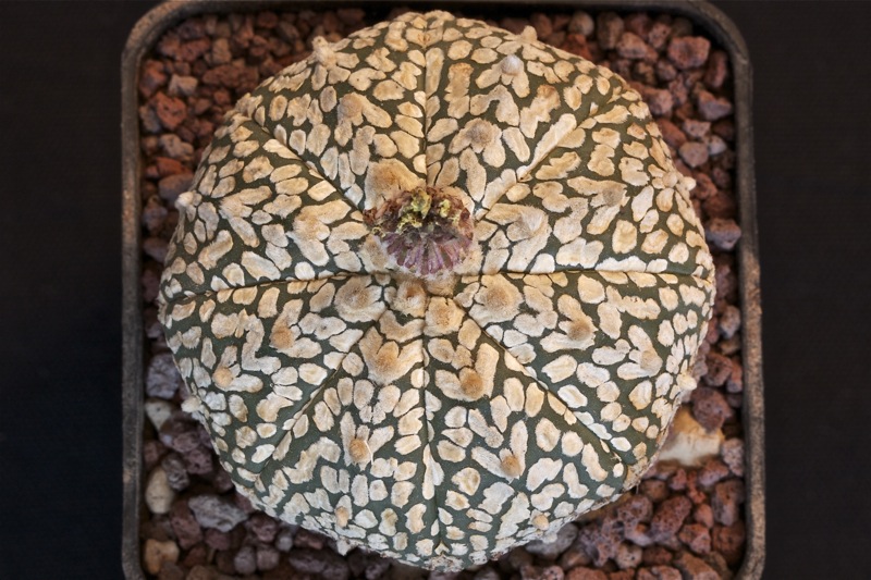 Astrophytum asterias cv. super kabuto v-type 