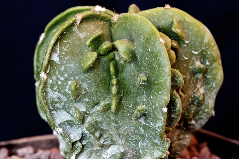 Astrophytum myriostigma cv. fukuryu 