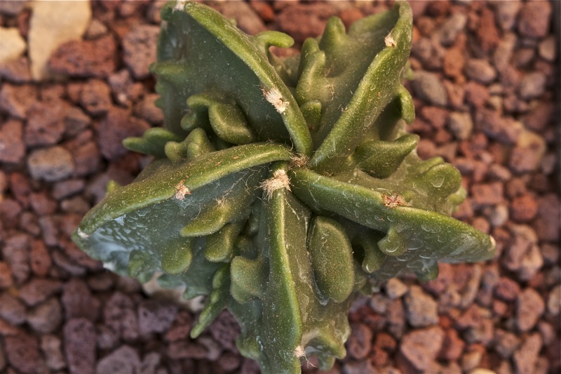 Astrophytum myriostigma cv. fukuryu 