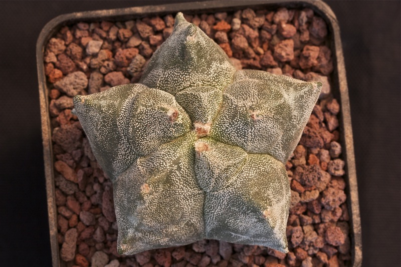 Astrophytum myriostigma cv. kikko 