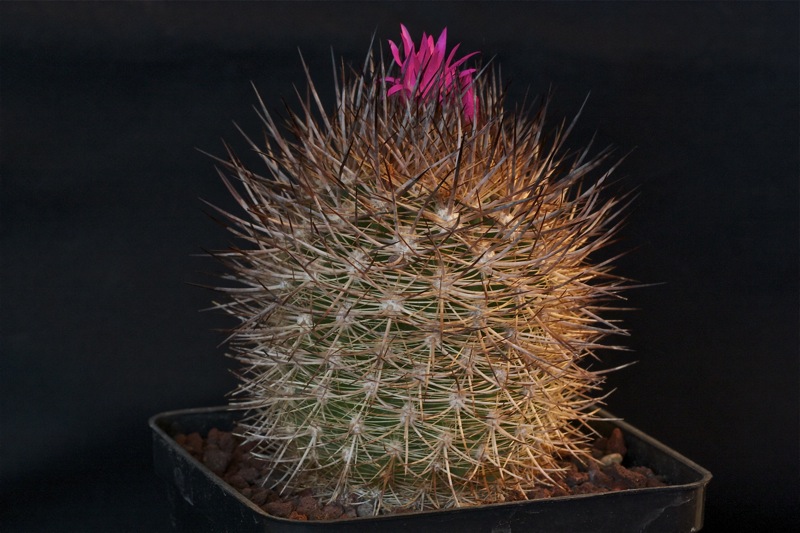 Neoporteria litoralis 