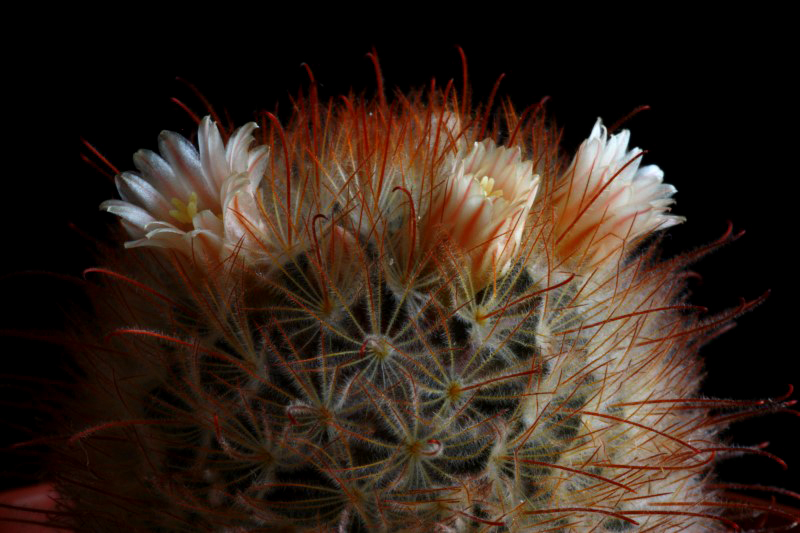 Mammillaria pennispinosa 
