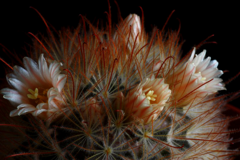 Mammillaria pennispinosa 