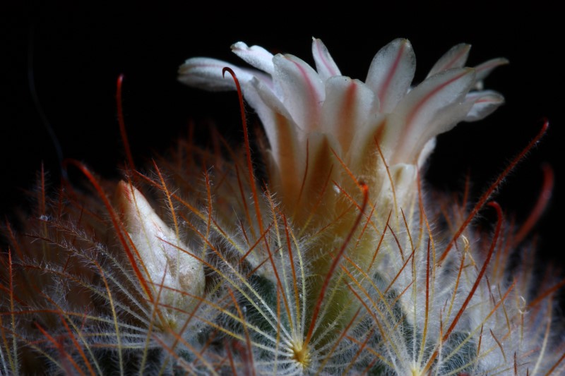 Mammillaria pennispinosa 