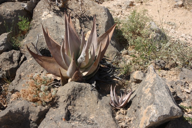 Aloe dhufarensis 