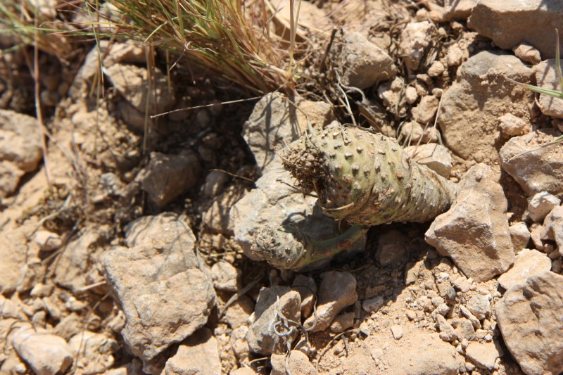 Euphorbia hadramautica 