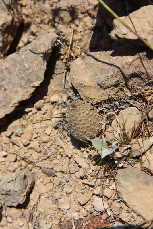 Euphorbia hadramautica 