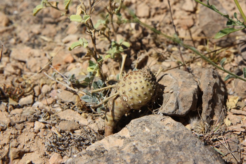 Euphorbia hadramautica 