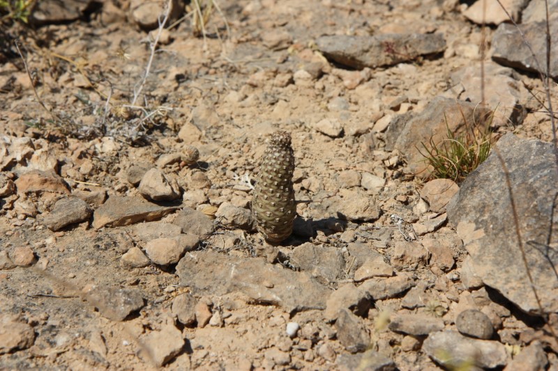 Euphorbia hadramautica 