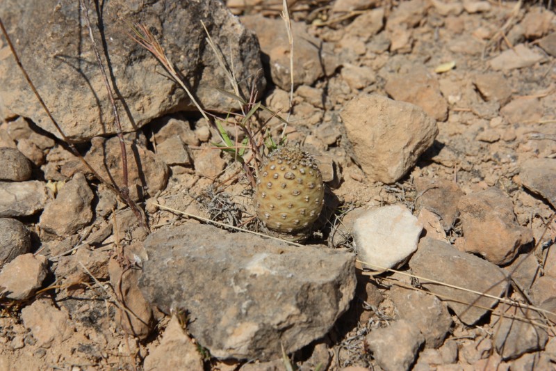 Euphorbia hadramautica 