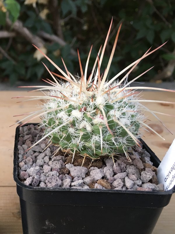 Mammillaria nejapensis SB 1608