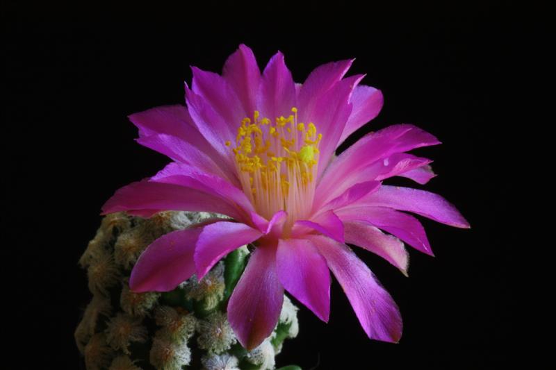 Mammillaria theresae 