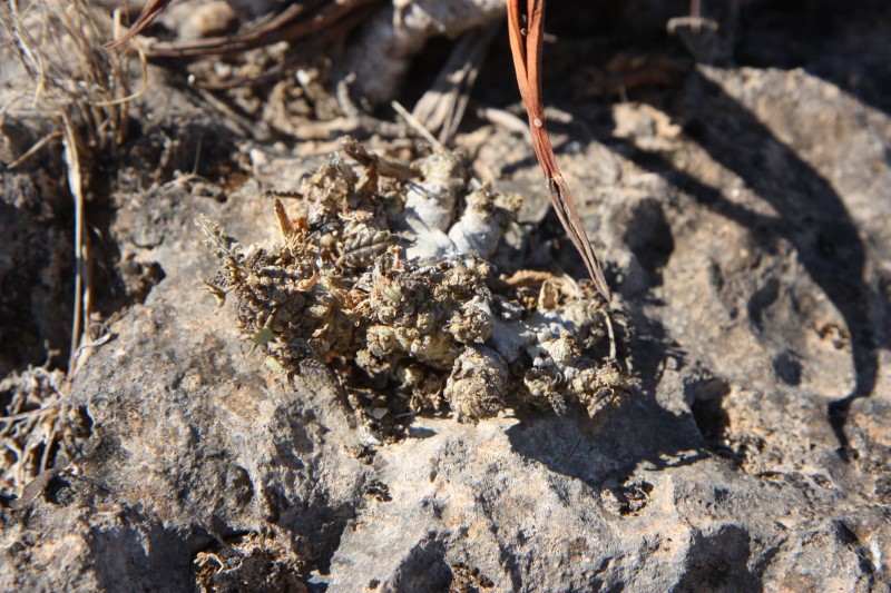 Dorstenia foetida 