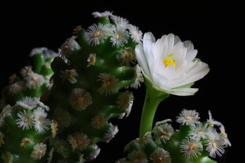 Mammillaria theresae f. albiflora 