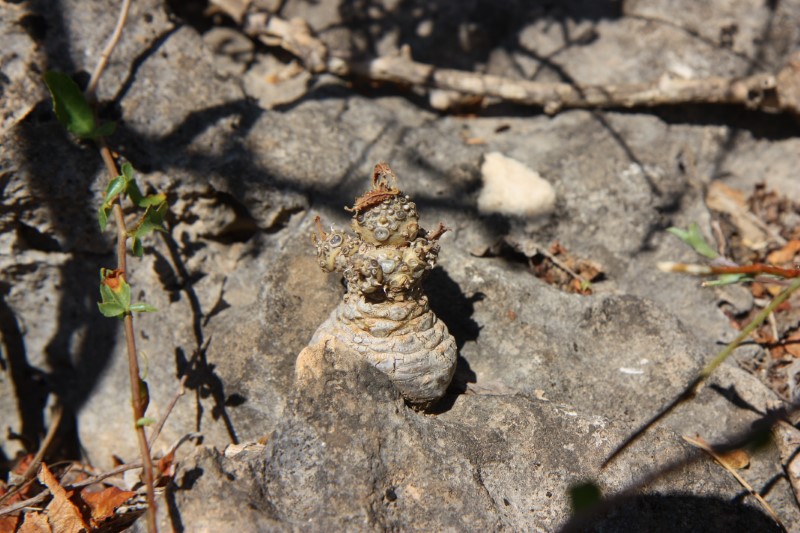 Dorstenia foetida 