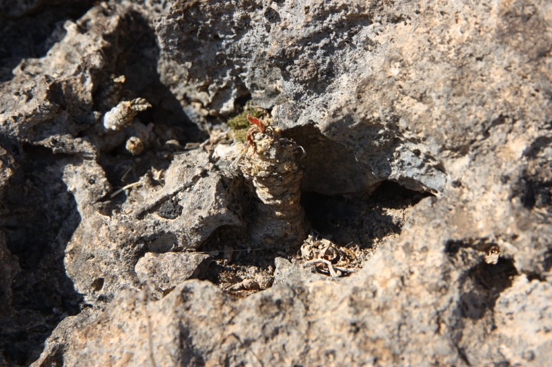 Dorstenia foetida 