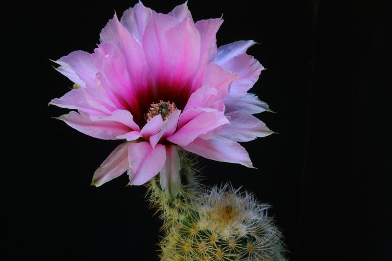 Echinocereus  fitchii 