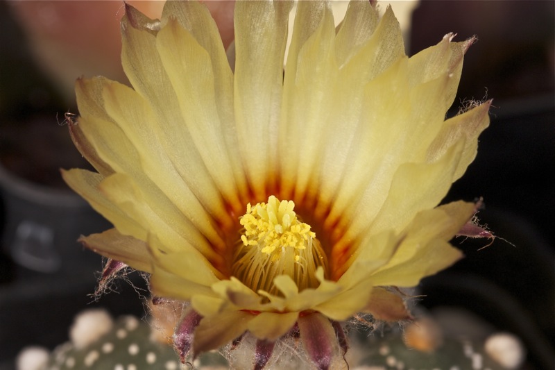 Astrophytum asterias 