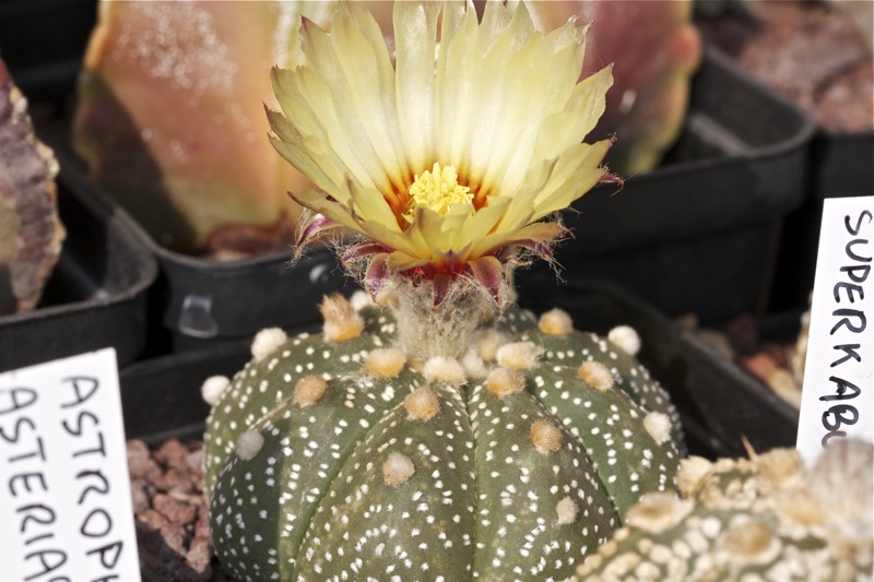 Astrophytum asterias 