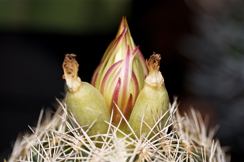 Coryphantha retusa 