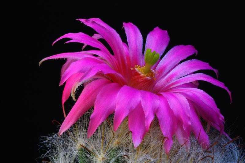 Mammillaria guelzowiana 