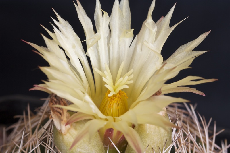 Coryphantha retusa 