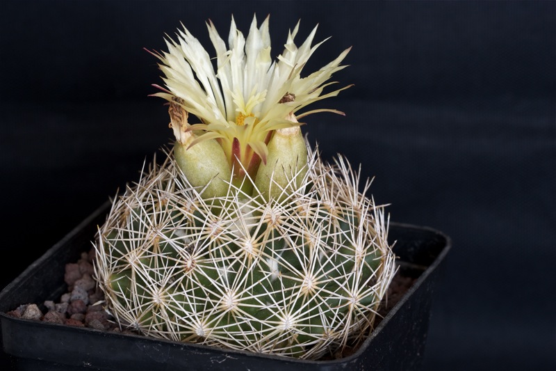 Coryphantha retusa 
