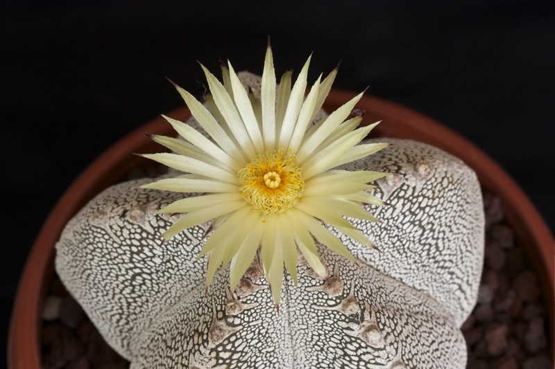 Astrophytum myriostigma cv. onzuka 