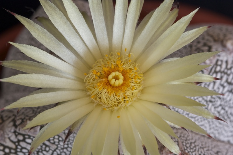 Astrophytum myriostigma cv. onzuka 