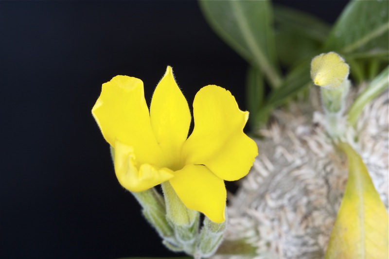 Pachypodium brevicaule 