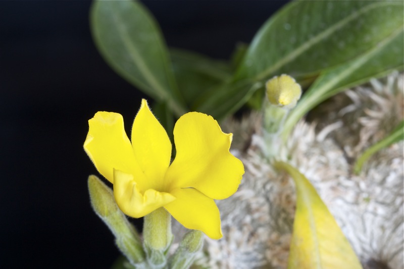 Pachypodium brevicaule 