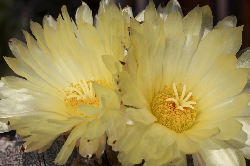 Astrophytum myriostigma x ornatum 