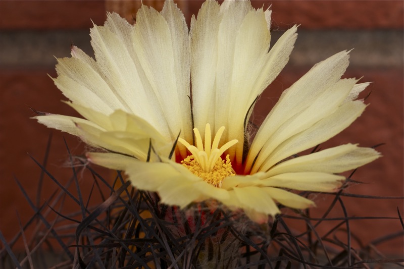 Astrophytum capricorne 