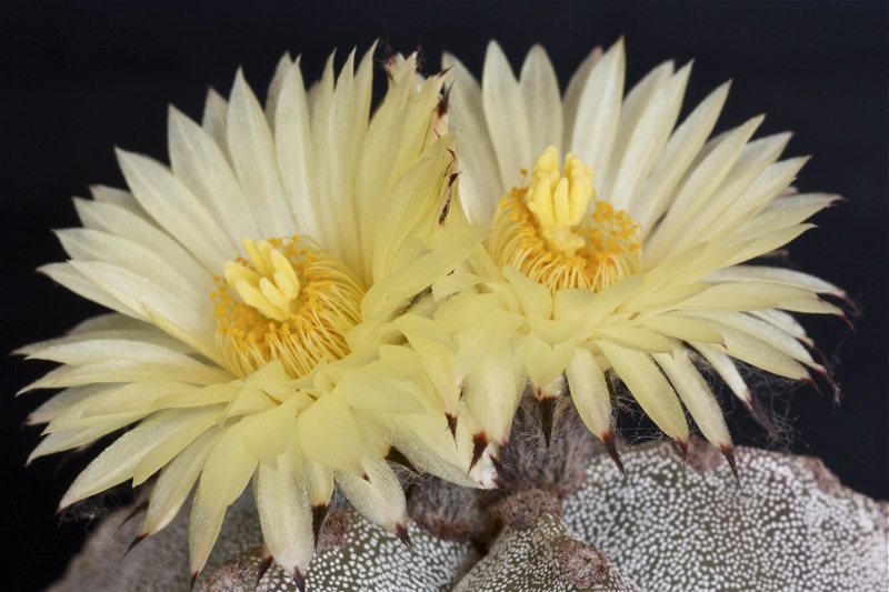 Astrophytum myriostigma 