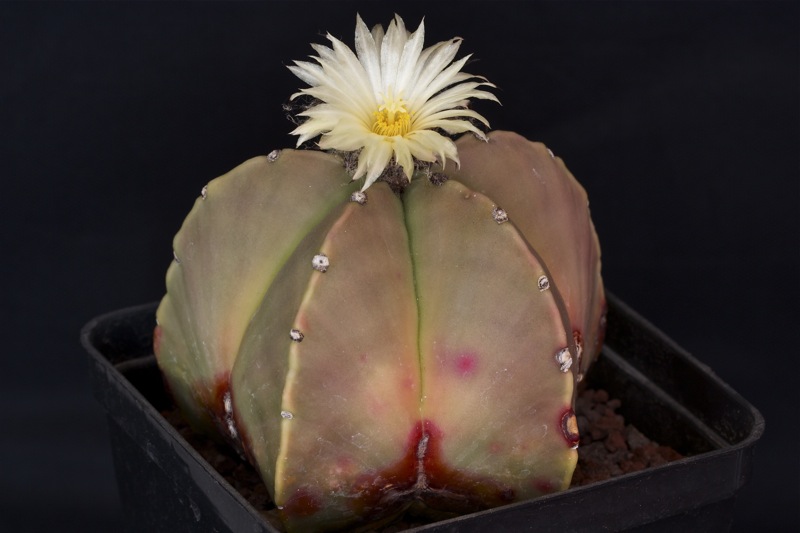 Astrophytum myriostigma v. nudum 