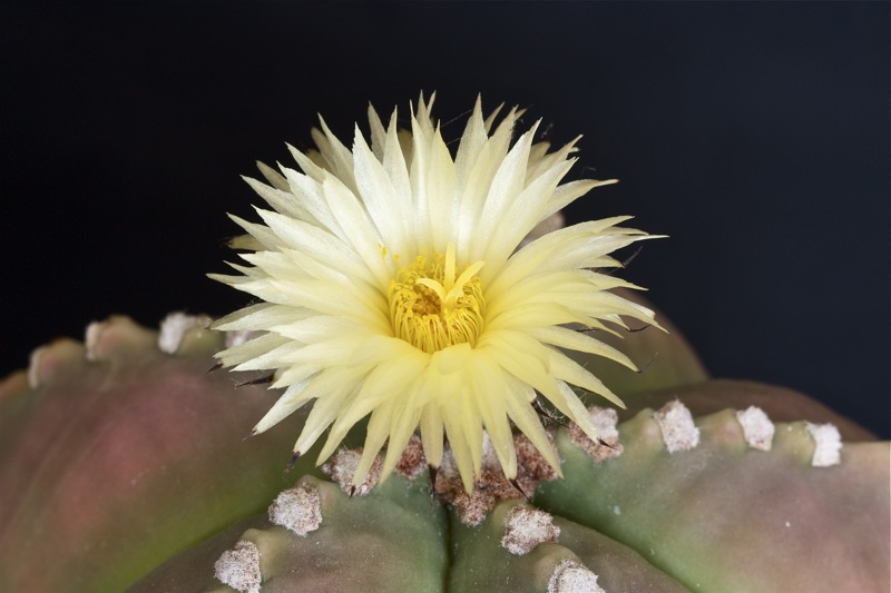 Astrophytum myriostigma v. nudum 