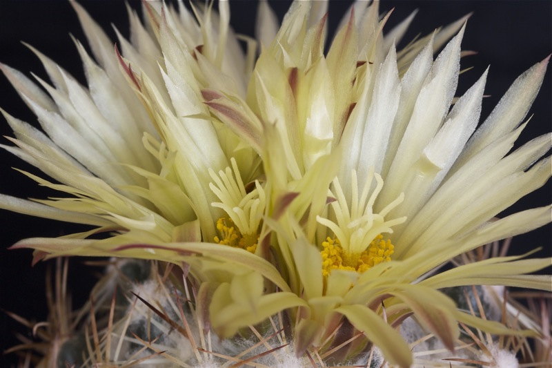 Coryphantha reduncispina 