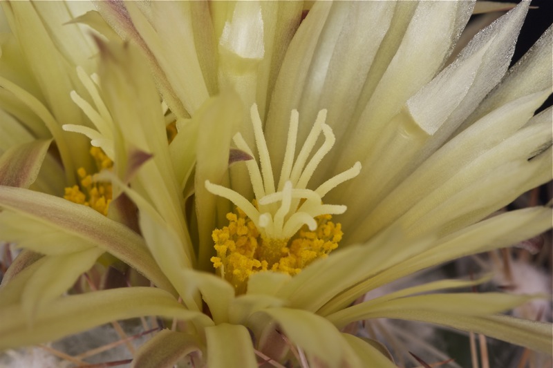 Coryphantha reduncispina 