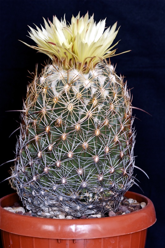 Coryphantha reduncispina 