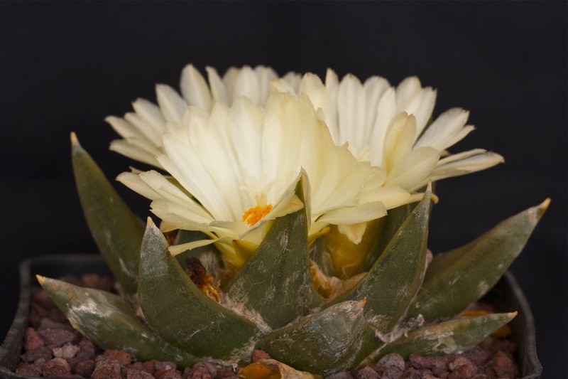 Ariocarpus trigonus v. elongatus LH 460