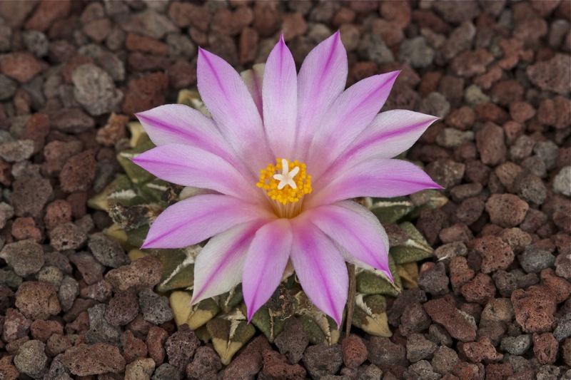 Ariocarpus kotschoubeyanus 